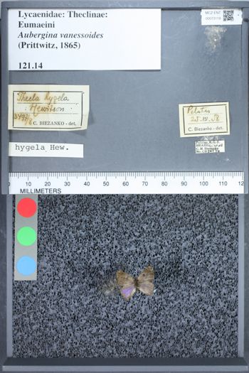 Media type: image;   Entomology 73119